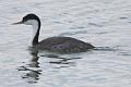 Westerm Grebe FtDavis Aug08 073